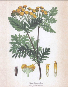 Grimoire des plantes de sorcière : Plantes magiques pour jardin de sorcière - Erika Laïs 2