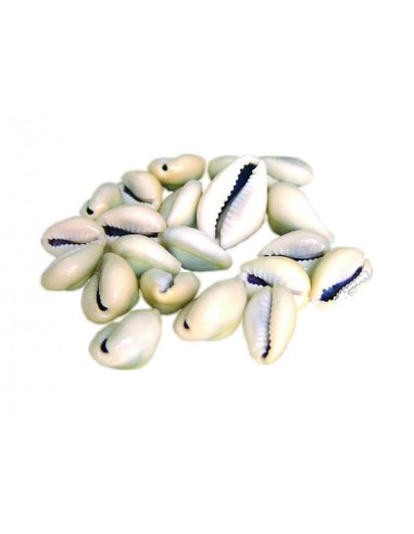 Cauris Cypraea Caput Serpentis 250 gr