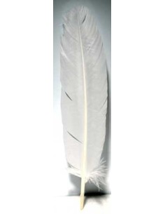 Plume blanche de Dinde