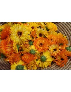 Calendula (Soucis) 2