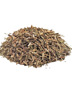 Hysope (Hyssopus officinalis)
