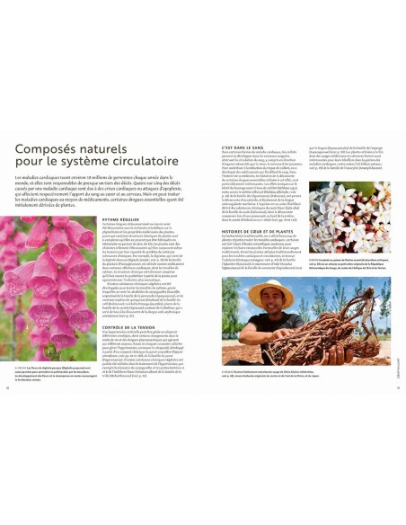 Les plantes qui soignent - Elizabeth Dauncey & Melanie-Jayne Howes