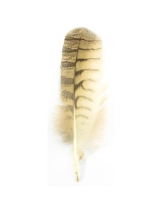 Plume blanche de Hibou Grand-Duc