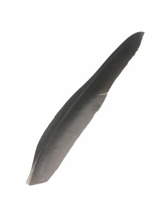 Plume de Pigeon