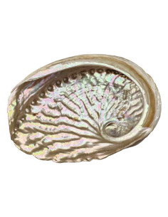 Coquille d'ormeau d'Australie 13-15cm