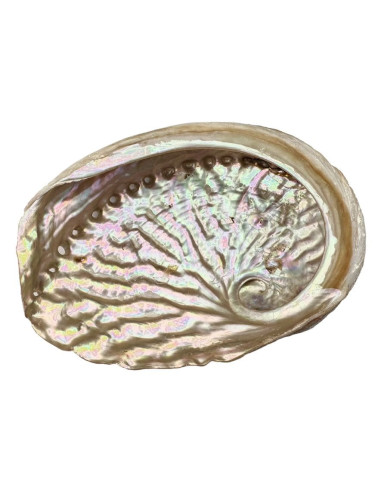 Coquille d'ormeau d'Australie 13-15cm
