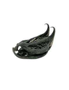 Bat Head Root, Devil Pod – Protection et Réalisation de Vos Vœux 2